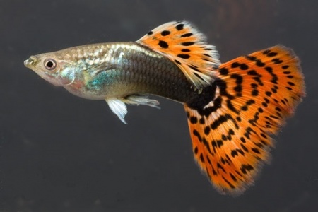 Гуппи красная мозаика (Poecilia reticulata red mosaic)