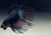 Петушок Коронохвостый черная орхидея самец (Betta-male-crown-tail-black-Orchid)