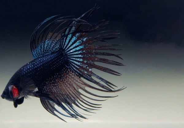 Петушок Коронохвостый черная орхидея самец (Betta-male-crown-tail-black-Orchid)
