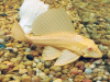 Плекостомус Альбинос (Hypostomus plecostomus) альбинос   4,5-5 см.