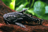 Агамикс Звездчатый сом (Agamyxis albomaculatus) 