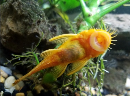 Анциструс золотой - (Ancistrus dolichopterus gold) сом - присоска.3,5-4 см