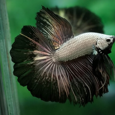 Петушок Супер Дельта черный дракон самец (betta-MALE super-delta-black-)