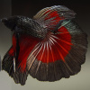 Петушок Халф Мун дракон красно-черная  бабочка самец( betta male red devil tail)