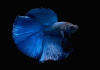 Петушок Петушок Супер Дельта сапфир самец Betta-male super delta blue-sapphire)