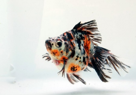 Риукин ситцевый с широким хвостом (Goldfish Ryukin calico broad tail)