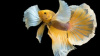 Петушок ХалфМун Дамбо желтый самец (Betta-splendens-Super-Delta-Dumbo-E)