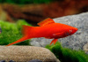 Меченосец красный рубин (Xiphophorus helleri red rubin)