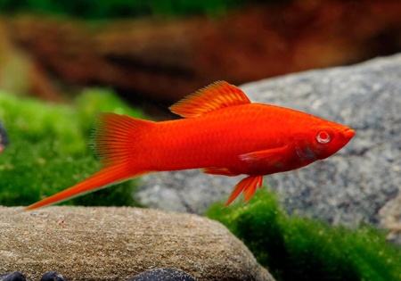Меченосец красный рубин (Xiphophorus helleri red rubin)