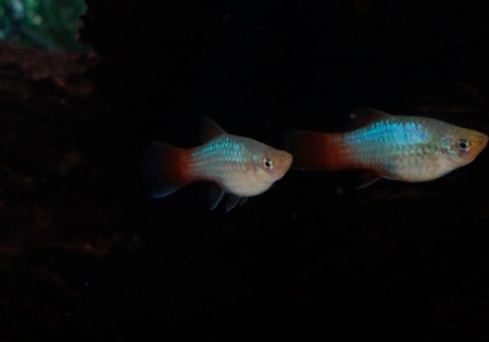 Пецилия голубой корал (Xiphophorus maculatus Blue Coral Platy)