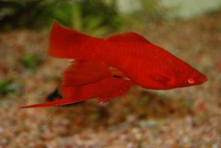 Меченосец Геллера красный (Xiphophorus helleri red)