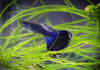 Гуппи синий московский (Guppy Moscow Blue)