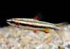 Нанностомус Маргинатус карликовый (Nannostomus marginatus)