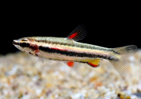 Нанностомус Маргинатус карликовый (Nannostomus marginatus)
