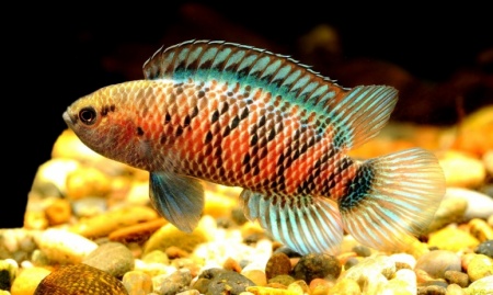 Бадис Бадис или Бадис хамелеон (Badis badis) 3 см