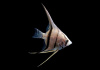 Скалярия зебра классическая (Pterophyllum Zebra)