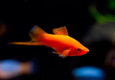 Меченосец Геллера красный (Xiphophorus helleri red)