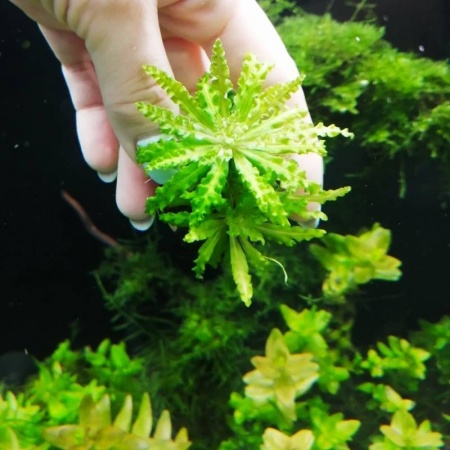 Погостемон Хелфера (Pogostemon helferi )
