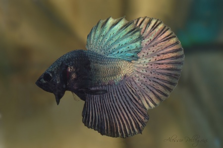 Петушок Халф Мун медный самец (Betta male Halfmoon Copper)