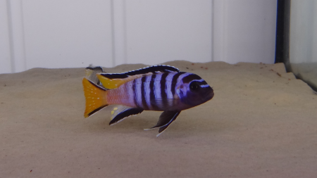 Цихлида Элонгатус псевдотрофеус Мпанга (pseudotropheus elongatus mpanga)