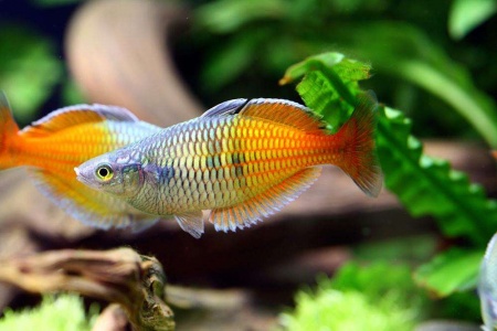 Радужница Боэсмана (Melanotaenia boesemani)