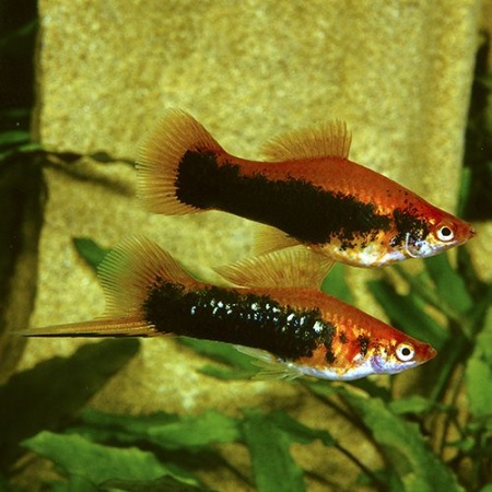 Меченосец Кубинский (Xiphophorus helleri Red Black Tuxedo)