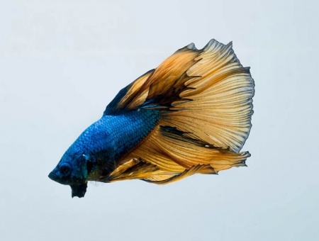 Петушок Халф Мун горчичный газ самец (Betta splendens Halfmoon Mustard Gas)