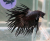 Петушок Коронохвостый черный дым самец (Betta Fish BLACK ORCHID CROWNTAIL)