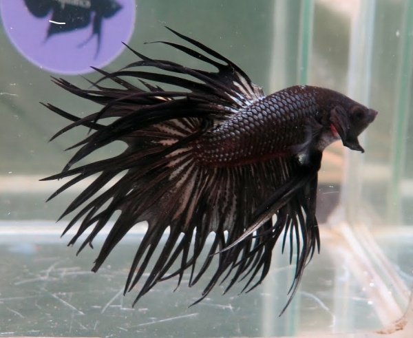 Петушок Коронохвостый черный дым самец (Betta Fish BLACK ORCHID CROWNTAIL)