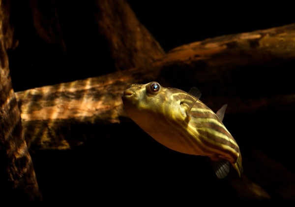 Тетрадон Фахака (Tetraodon fahaka) (2,5 см)