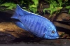 Цихлида Копадихромис Азуреус (Copadichromis azureus)