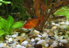Тетра Серпас  Минор (Hyphessobrycon Callistus)