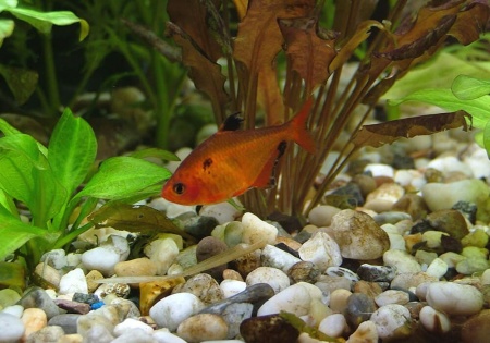 Тетра Серпас  Минор (Hyphessobrycon Callistus)