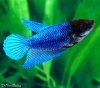 Петушок самка (курочка) Супер Дельта синяя (Betta fish female ) 3-3,5 см