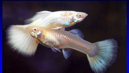 Гуппи белый снег (Guppy white snow)