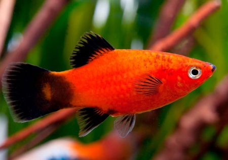Пецилия красная чернохвостая (Xiphophorus maculatus red black tail)