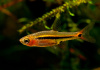Микрорасбора светлячок (Boraras urophtalmodies)