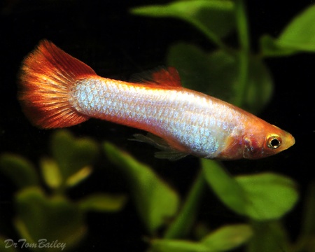 Гуппи розовый фламинго (Guppy pink flamingo)