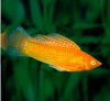 Моллинезия оранжевая (Poecilia sphenops orange Molly)
