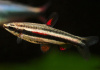 Нанностомус Маргинатус карликовый (Nannostomus marginatus)