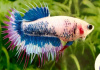 Петушок Коронохвостый мультиколор самец (Betta Fish Male Purple Marble)