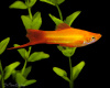 Меченосец Золотая комета (Xiphophorus helleri Golden)