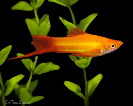 Меченосец Золотая комета (Xiphophorus helleri Golden)