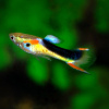 Гуппи Эндлера Яонские Тукседо  (Guppy) Самец