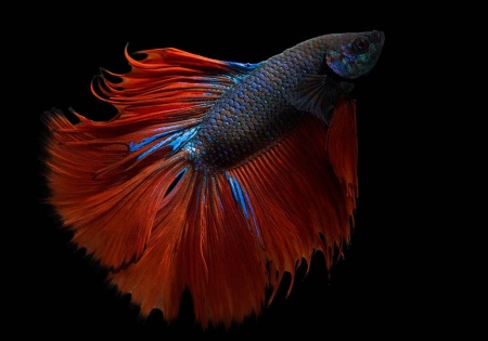 Петушок Халф Мун двухвостый красно-синий самец (Betta male Halfmoo Double Tail)
