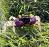 Краб Вампир Орхидея  (Geosesarma sp.) Orchid Vampire Crab
