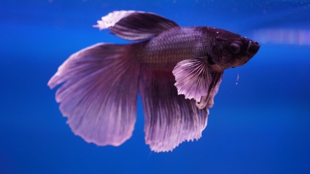 Петушок Халфмун Дамбо синий самец (betta-dumbo-blue-male)