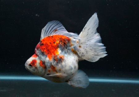 Риукин ситцевый короткохвостый (Goldfish Ryukin short tail calico)