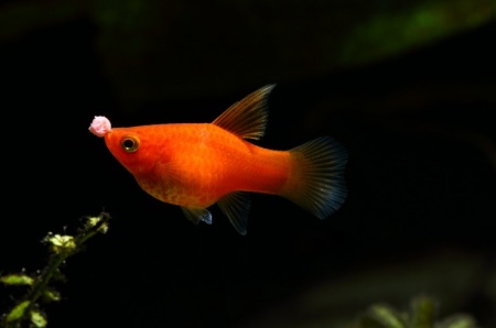 Пецилия красная чернохвостая (Xiphophorus maculatus red black tail)