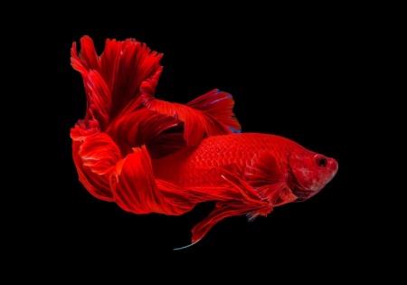 Петушок Халф Мун розохвостый красный самец (Betta male Halfmoon Rosetail red)